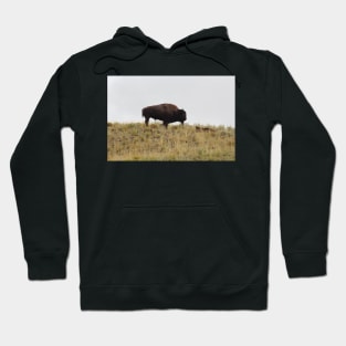 Lone Bison in Lamar Valley Yellowstone Hoodie